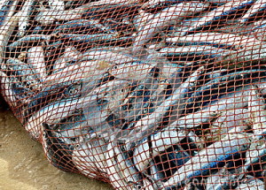 net-full-fish-nice-catch-26514505