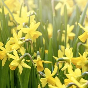 MOTHERING SUNDAY